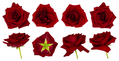 png set collage of red rose buds on transparent background