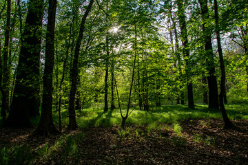 interior of a deciduous forest in spring