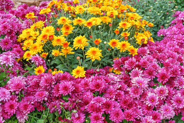 Field of fresh bright blooming various color chrysanthemums bushes in autumn garden outside in sunny day, flowerbed. Flower background for greeting card, wallpaper, banner, header.