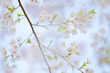 桜