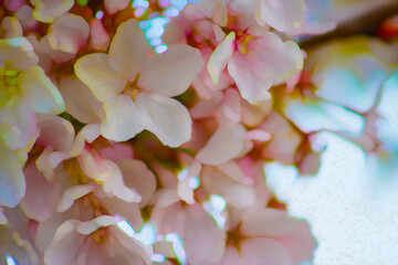 Delicate Light Pink Spring Flowers, Blooms & Buds - Floral Border (filtered photo)