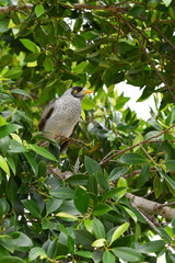 Le Méliphage bruyant (Manorina melanocephala)