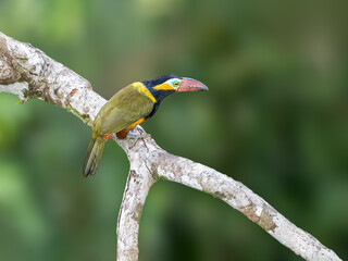 Golden-collared Toucanet on tree branch on green background