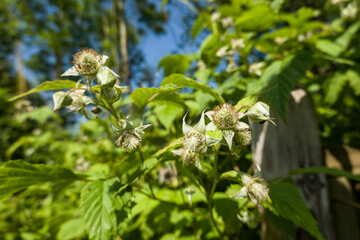 Himbeere (Rubus idaeus) - blühender Strauch