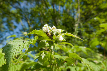 Himbeere (Rubus idaeus) - blühender Strauch