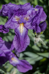 Blüte einer Deutschen Schwertlilie (Iris × germanica)