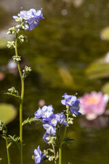 Jakobsleiter, Himmelsleiter, Sperrkraut (Polemonium spec.)