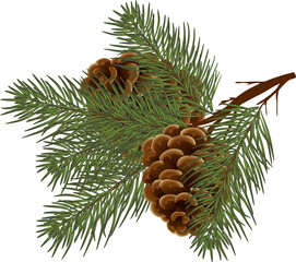 Pine branch with cones. Christmas decor. Green Christmas tree and cones. Christmas decoration. Winter bouquet, png
