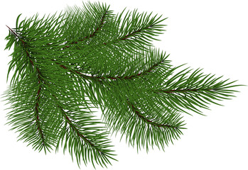 Spruce branch.green tree branch. Coniferous evergreen branch, close-up . Christmas decor.transparent, png, illustration