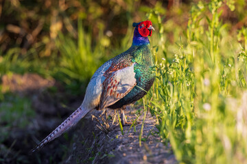 Japan Green Pheasant