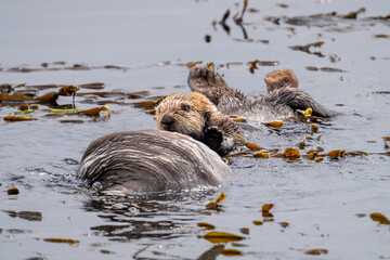 Close up of sea otters playing in Morro Bay, California.