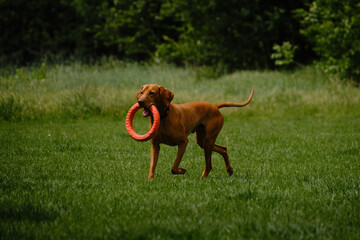 Dog plays with a round orange toy in a green field in spring. Cute active Hungarian Vizsla walking outdoor in a green grass in summer. Atmospheric photo of pet in move.