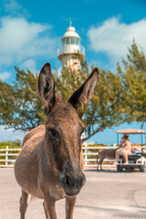 Grand Turk Lighthouse in Turks and Caicos - donkey posing during an excursion while on a Caribbean cruise