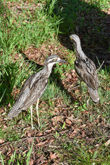 Le bush-pierre (Burhinus grallarius courlis)