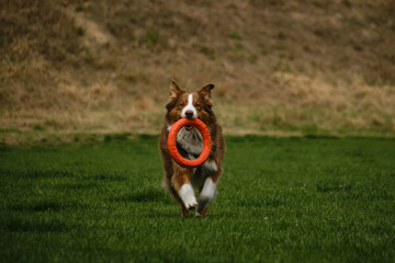 Dog plays with round orange toy in green field in spring. Cute active Brown Australian shepherd...