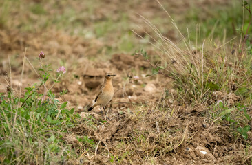 a whinchat (Saxicola rubetra ) ground feeding