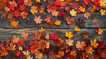 Fototapeta premium Maple leaves background