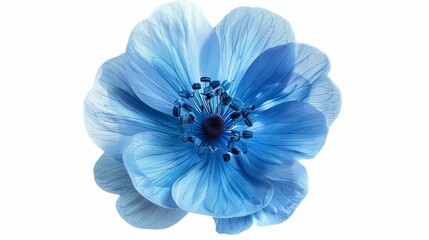 The image shows a beautiful blue flower with a white background