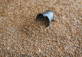 Wheat grains and a small iron tin bucket close-up. Natural background. Seed texture. Agriculture...