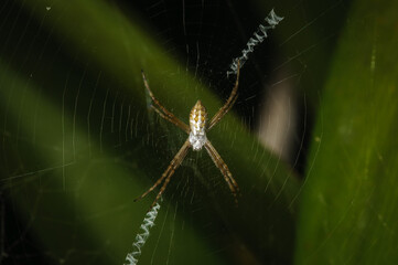 Juvenile Argiope argentata spider on her web
