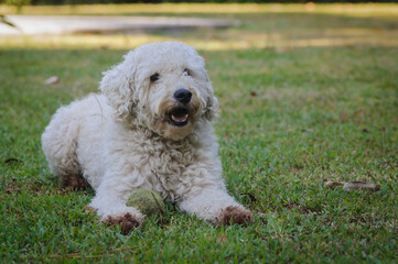 Portrait of a poodle on the grass