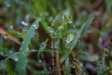 Closeup of raindrops on the grass