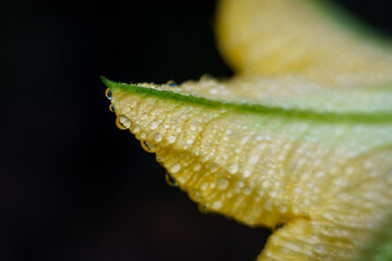 Closeup of raindrops on pumpkin flower