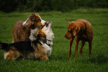 Three dogs get acquainted by sniffing each other standing in a green spring field. Brown fluffy...
