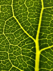 Close up of green leaf