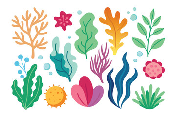 Collection of seaweeds and corals.