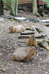 Le grand cabiaï ou capybara (Hydrochoerus hydrochaeris)