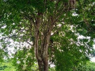 Fototapeta premium trees in the forest