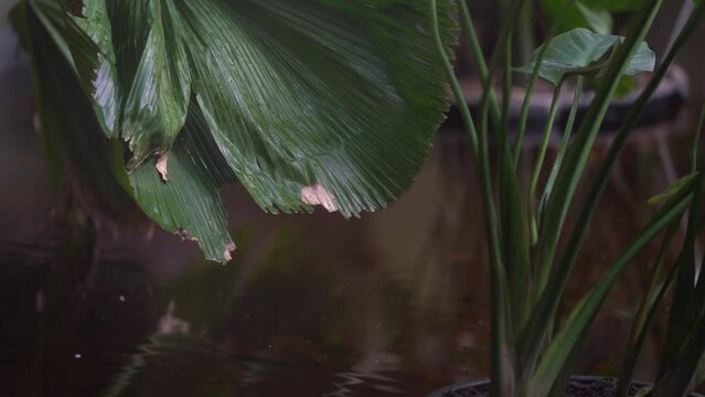 drops of rain on green leafes in tropical forest