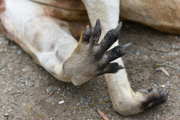 Patte avant d'un kangourou gris © Gervaisal91