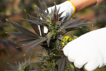 Pruning the growing cannabis with a pruning shear. Close-up image