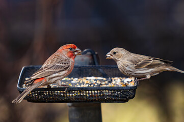 A House Finch and his female partner perched on a makeshift birdfeeder feasting on seeds