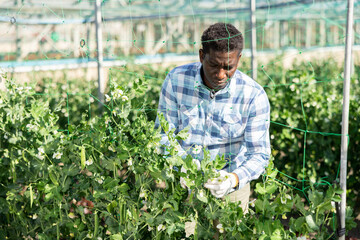 African-american man skilled horticulturist maintaining garden in hothouse.
