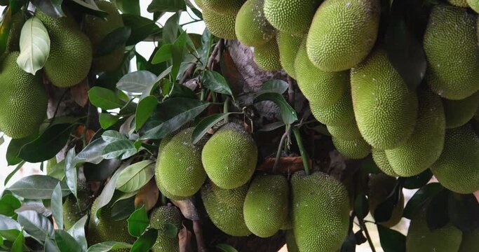 White liquid flows out of jackfruit Picking Jackfruit from a tree man twists a jack fruit from its stem until it falls off the tree and onto the ground 