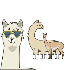 Llama, Alpaca, Peruvian, Animal, Ilustration, Peru, Vector