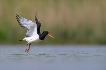 Austernfischer Haematopus ostralegus