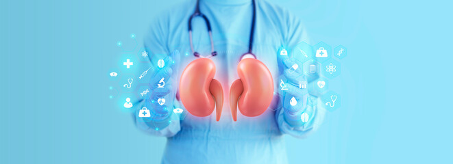The doctor analyzes the kidneys in good health. Voluntary kidney donation concept, doctor shows...