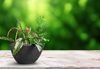 Beautiful green house plant in pot on desk