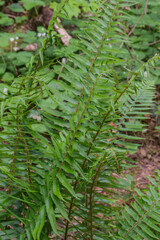 Sword Fern (polystichum munitum)