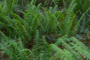 Sword Fern (polystichum munitum)