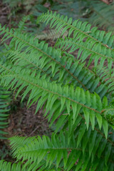 Sword Fern (polystichum munitum)