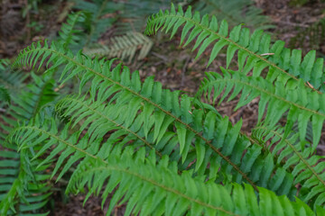 Sword Fern (polystichum munitum)