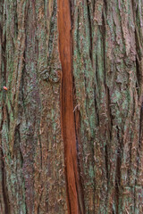 Western redcedar (Thuja Plicata)