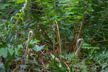 Sword fern (polystichum munitum)