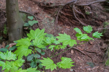 Japanese Maple (Acer japonicum)