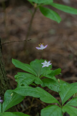 Starflower (Lysimachia latifolia)